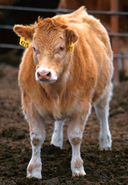 feedlot cow