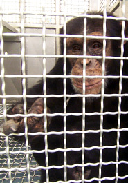 Chimpanzee in cage at New Iberia Research Center