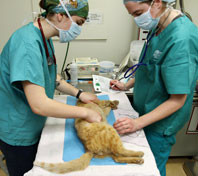 Cat prepped for surgery