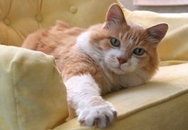 Cat stretching on couch