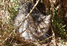 Cat hiding in brush