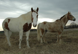 Horses at Black Beauty Ranch
