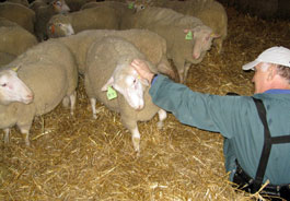 Sheep saved from slaughter