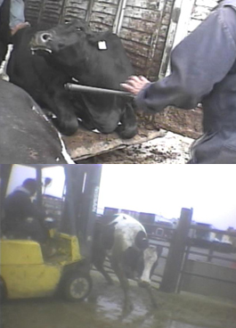 Abuse at Hallmark Meat Packing Company