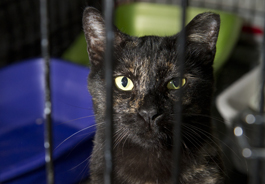 Black cat in shelter cage