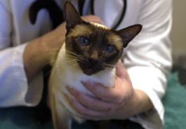 Veterinarian holding Siamese cat