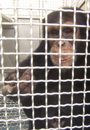 chimpanzee_lab_cage_184x265.jpg