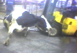 Downed Cow – 2008 Calif. Investigation