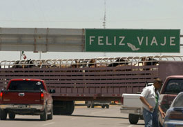Horses in trailer near U.S.-Mexico border