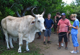 IVO examines Brahman cow