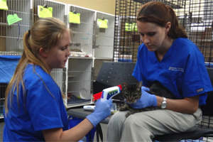 UF veterinary student, Kelly Nutt, doing research