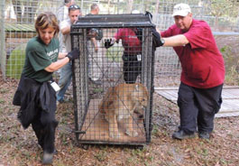 Volunteers transport a cougar to a trailer.