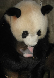 panda_holding_newborn_184x265.jpg