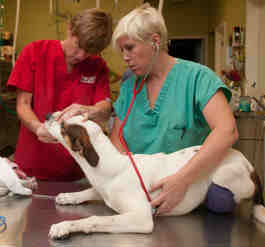 Dr. Pasternak examining a dog