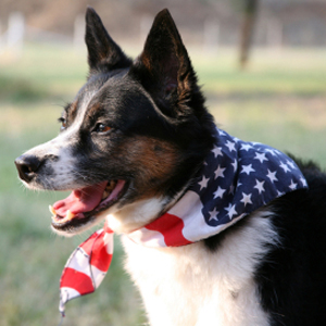 Dog wearing American flag bandana