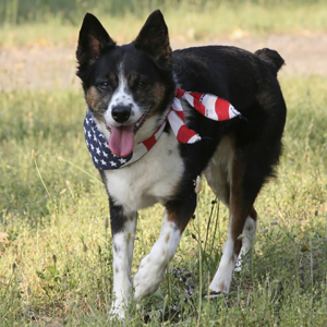 Dog wearing American flag bandana