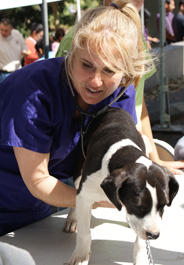 Dr. Annie Hernandez examines a dog at a 2013 Pets for Life event in Los Angelees