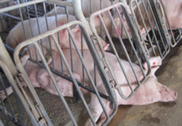 Pigs in gestation crates, from Smithfield Foods investigation