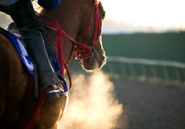 Racehorse and jockey (credit: Gina Hanf)