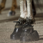 tenn_walking_horse_shoe_block_150x150.jpg