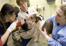 Shelter dog receiving specialty medical treatment