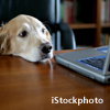 dog at laptop (credit: iStockphoto)