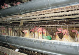 Hens in battery cages (credit: The HSUS)