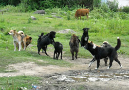 Bhutan stray dogs