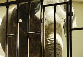 Caged elephant