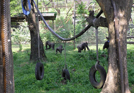 Limbe Wildlife Center's Gorilla enclosure