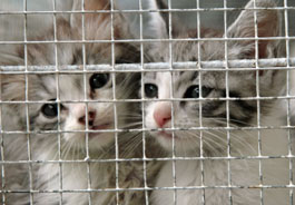 Kittens in cage