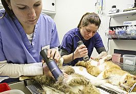 Veterinary students prep cat for surgery