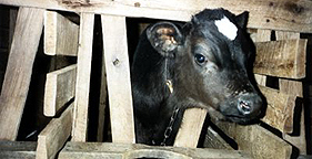 Veal calf in crate