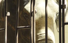 Elephant behind bars