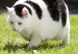 Fat cat walking on grass