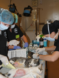 Operation Catnip Stillwater volunteers vaccinate cats (credit: Jacqueline Paritte)