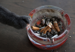 cat paw on ashtray