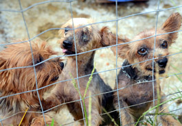 Yorkies in MS puppy mill