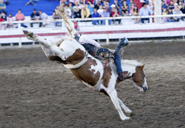 rodeo_bronc_riding_265x184.jpg