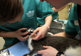 A veterinary student examining a cat's mouth