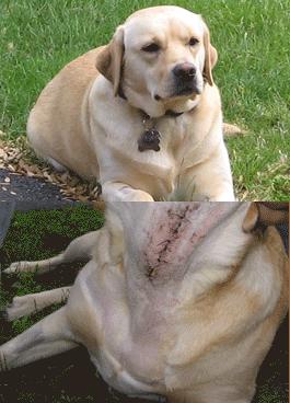 Stella's scars and corrective surgery