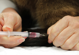 Cat receiving vaccine in tail