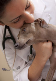 Veterinarian comforts Greyhound