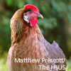 chicken (credit: Matthew Prescott/The HSUS)