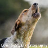 dog barking (credit: CountryStyle Photography/iStockphoto)