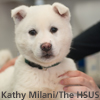 dog at vet exam (credit: Kathy Milani/The HSUS)