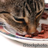 cat eating from plate (credit: iStockphoto)