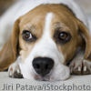 beagle (credit: Jiri Patava/iStockphoto)