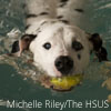 dog in water therapy (credit: Michelle Riley/The HSUS)